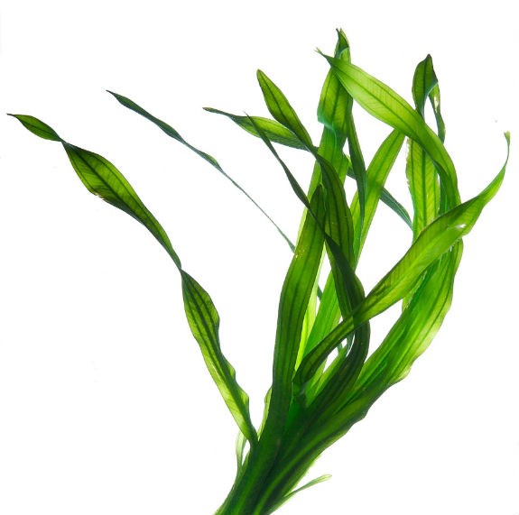 เราถอดหูออกจากด้านข้างอย่างรวดเร็วที่สะโพกที่บ้านและในโรงยิม