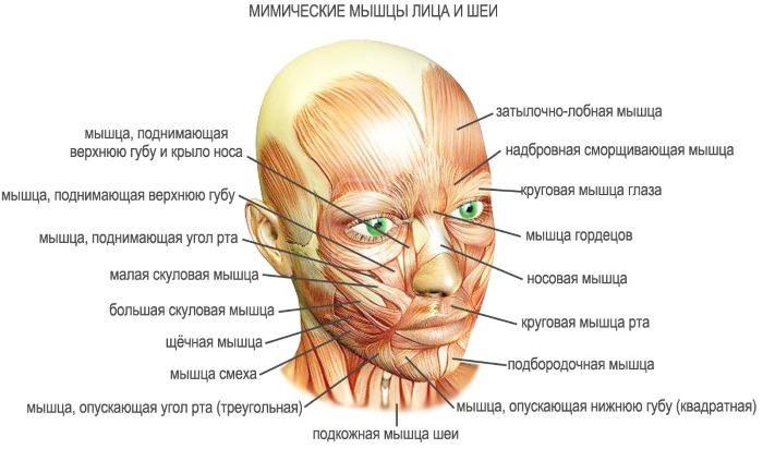 Anatomie des muscles faciaux humains en cosmétologie pour les injections de botox. Schémas avec descriptions et photos en latin et en russe