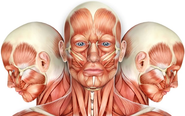 Anatomie des muscles faciaux humains en cosmétologie pour les injections de botox. Schémas avec descriptions et photos en latin et en russe