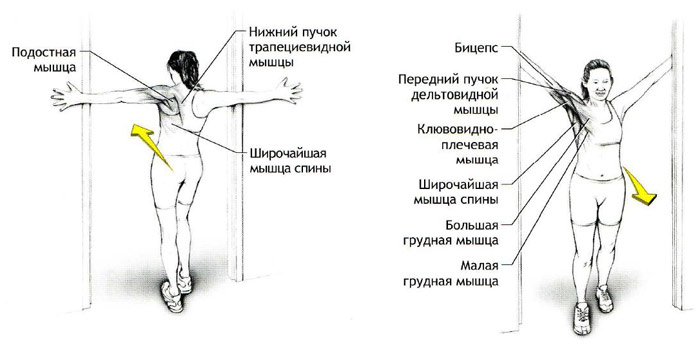 Stretching pour les débutants à la maison avant, après l'entraînement, pour le dos, les fentes, tout le corps