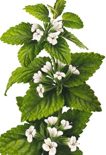 Glace pour le visage des rides.Avantages et inconvénients, recettes avec lait, camomille, aloès, persil, café, huiles, citron