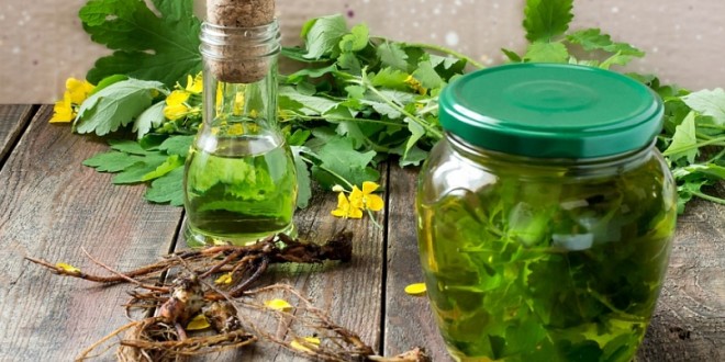 Huile de chélidoine. Propriétés et application pour les maladies cutanées et fongiques, en cosmétologie, gynécologie