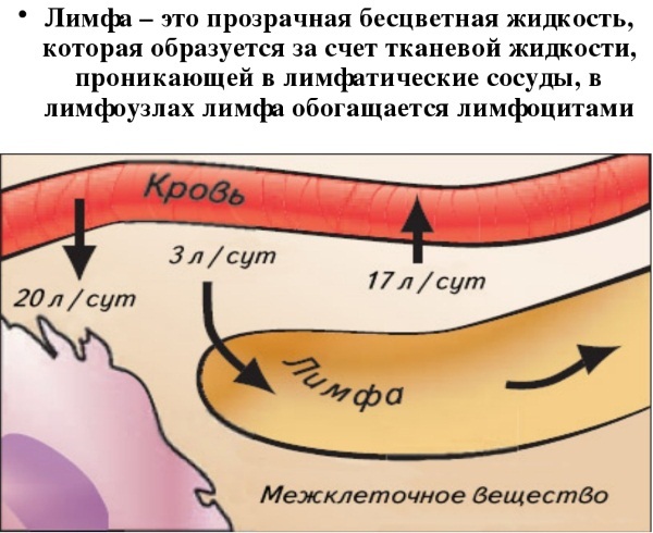 Massage de drainage lymphatique des jambes, des cuisses, de l'abdomen avec lymphostase, varices, œdème, varices, grossesse. Technique comment le faire vous-même