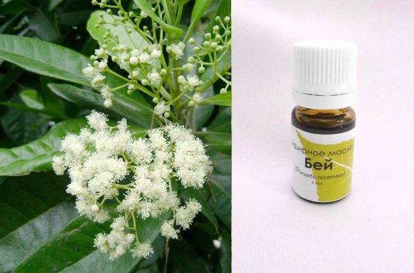 น้ำมันบีย์สำหรับผม แอพลิเคชันสิทธิประโยชน์ราคาในร้านขายยาสถานที่ซื้อบทวิจารณ์