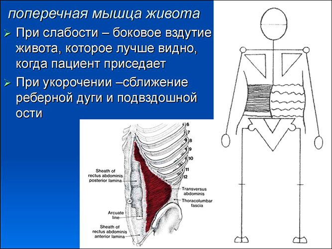 Muscle abdominal transversal. Anatomie, fonction, entraînement des abdominaux