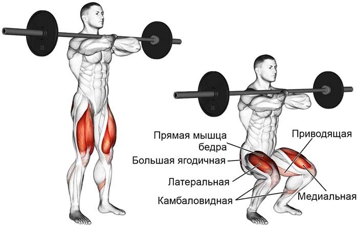 Squats d'haltères de sternum.Technique, quels muscles travaillent, les avantages