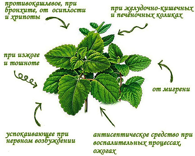 Gommages corporels anti-cellulite. Recettes maison